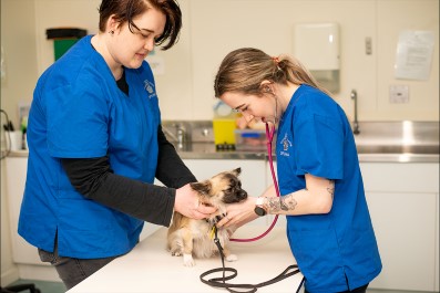 Study Veterinary Nursing & Animal Care at SIT for a career as a vet nurse,  rural animal technician or in the animal care industry